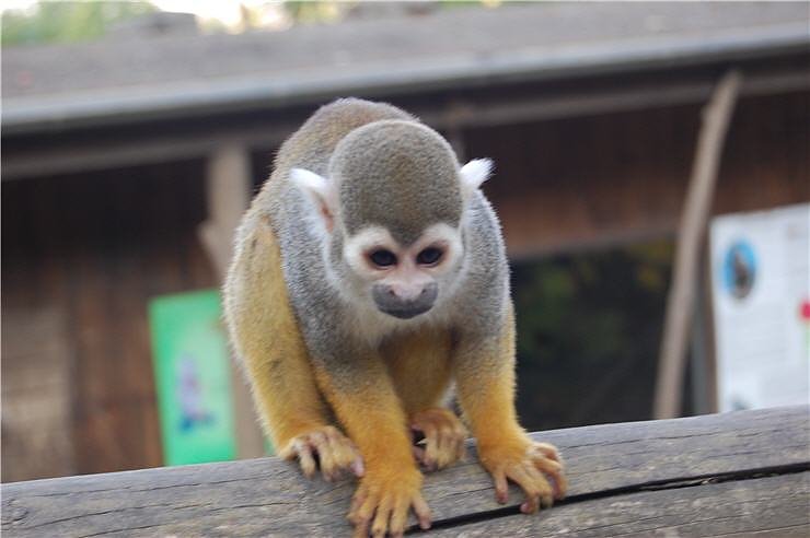 Affenwald Erlebnispark Strau&szlig;berg