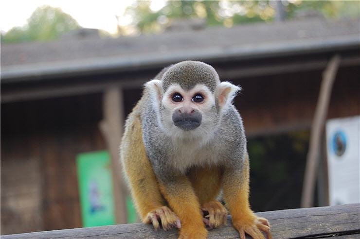 Affenwald Erlebnispark Strau&szlig;berg