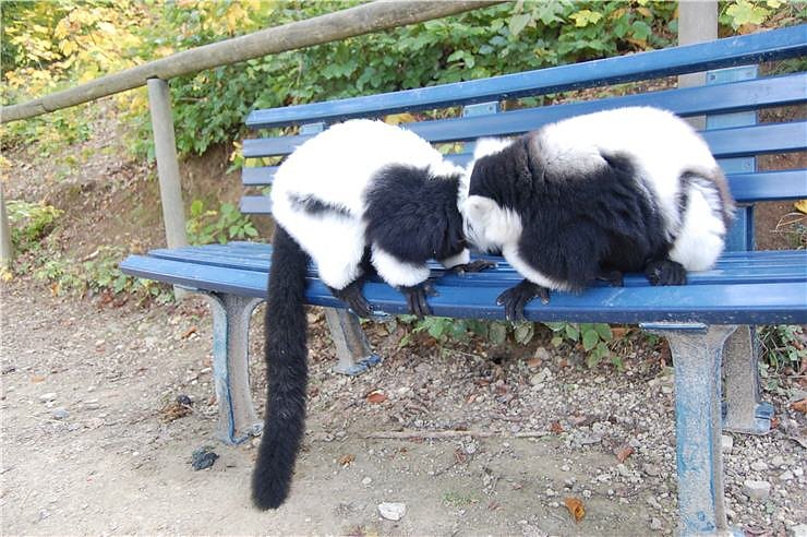 Affenwald Erlebnispark Strau&szlig;berg