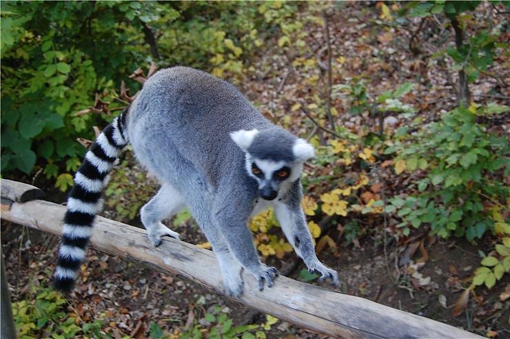 Affenwald Erlebnispark Strau&szlig;berg