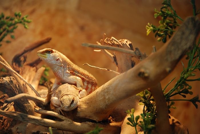 Welt der Reptilien in der Wiedingsburghalle