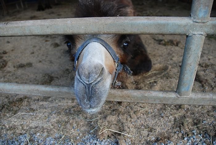 Circus Rolina gastiert in Nordhausen 