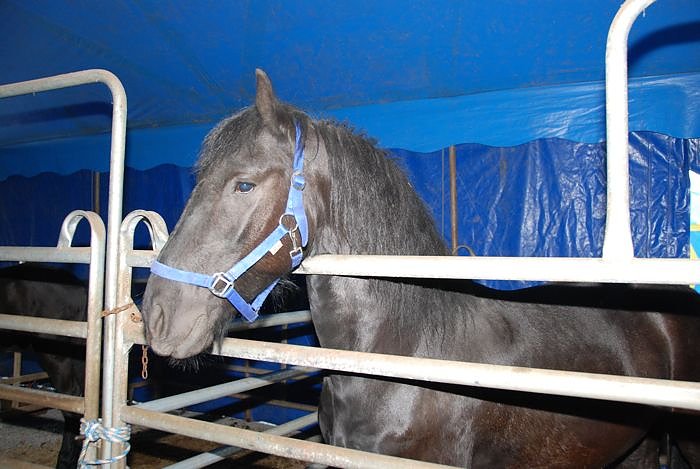 Circus Rolina gastiert in Nordhausen 