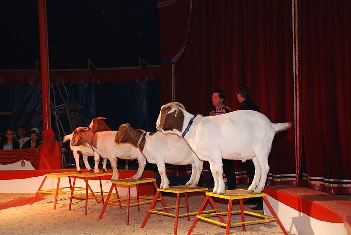 Circus Rolina gastiert in Nordhausen 