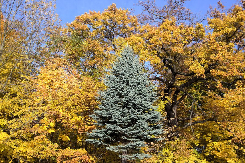 Herbstfarben am Panoramaweg bei Blankenburg