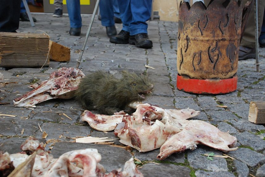 Alles hat seinen Preis. Als es noch keine Kanalisation gab, verbreiteten Ratten (ausgestopftes Exemplar) Krankheiten und andere &Auml;rgernisse. Heute gibt es im Mansfeldischen Kanalisation und immer noch Probleme, nur anderer Art. 