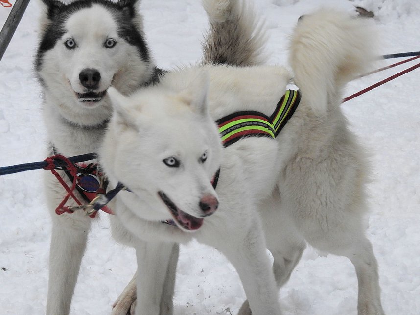 Schlittenhunderennen 2016 in Benneckenstein