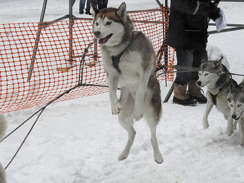 Schlittenhunderennen 2016 in Benneckenstein