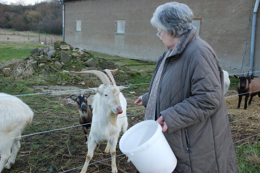 Oberb&uuml;rgermeisterin Jutta Fischer verf&uuml;ttert das m&uuml;hsam geschnittene Obst und Gem&uuml;se begeistert schmatzenden Ziegen.