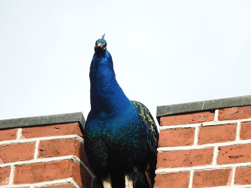Fr&uuml;hlingserwachen in der Vogelwelt