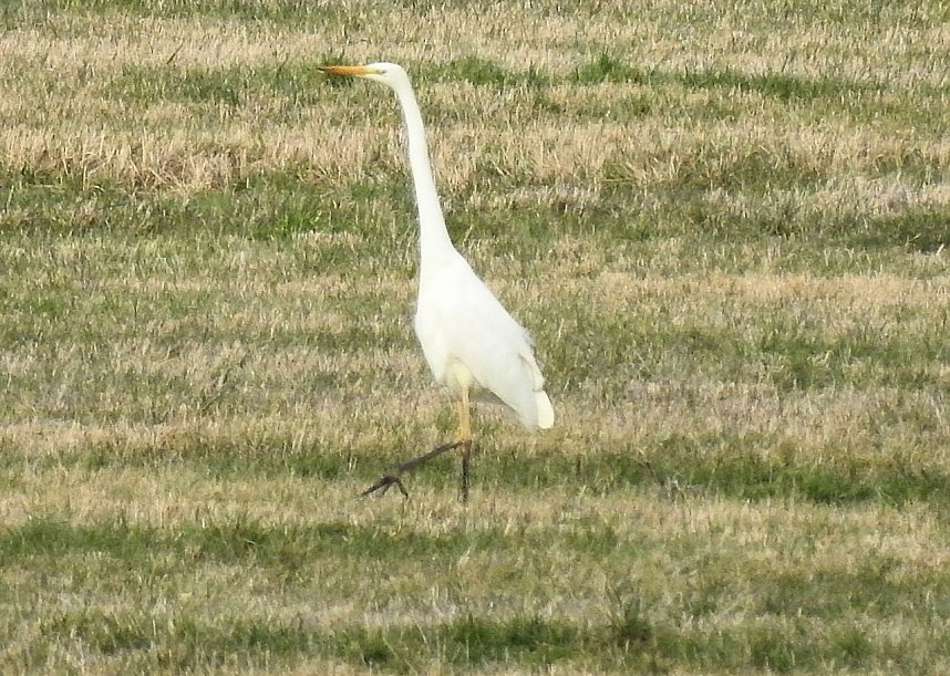 Fr&uuml;hlingserwachen in der Vogelwelt