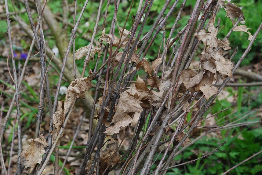 Eichen sind unter anderem an der spitzen Form ihrer Bl&auml;tter zu erkennen.  Die Farben der Bl&auml;tter einer Roteiche wechseln: Im Fr&uuml;hjahr von braungrau ins Gr&uuml;ne, im Herbst von gr&uuml;n zu rot.