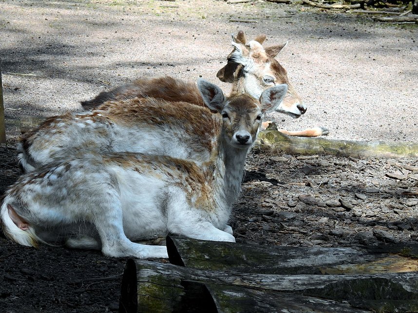 Peter Blei unterwegs in K&ouml;then