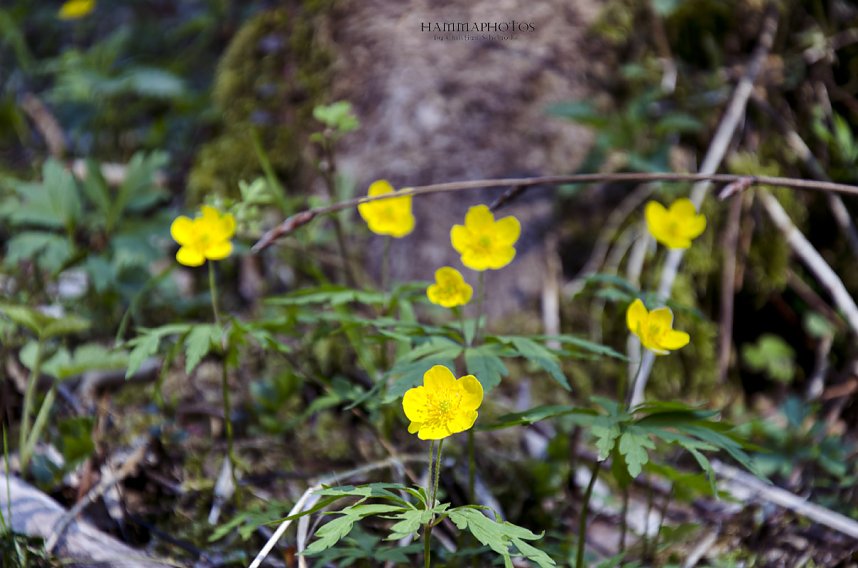 Unterwegs im Naturpark S&uuml;dharz