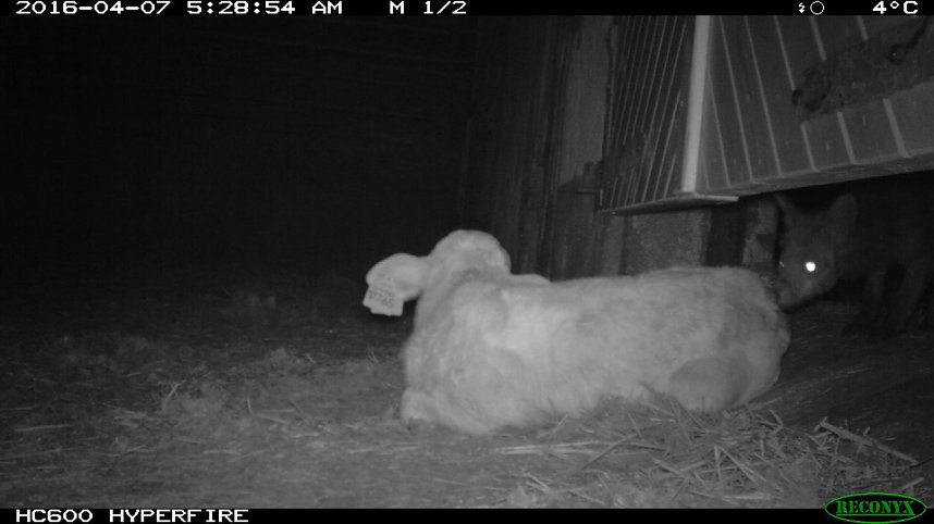 Bilder einer &Uuml;berwachungskamera