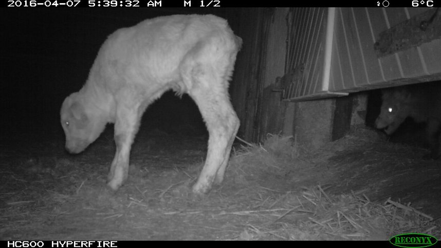 Bilder einer &Uuml;berwachungskamera