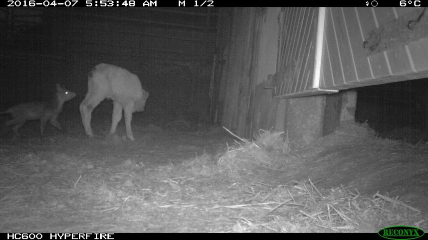 Bilder einer &Uuml;berwachungskamera