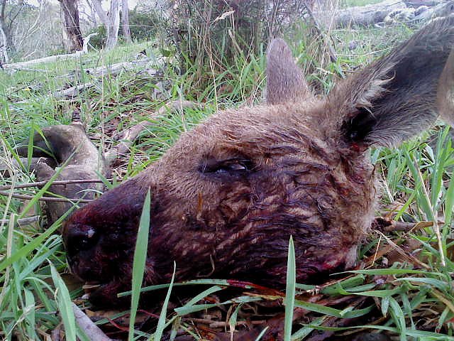 Grausame Jagd auf K&auml;ngurus