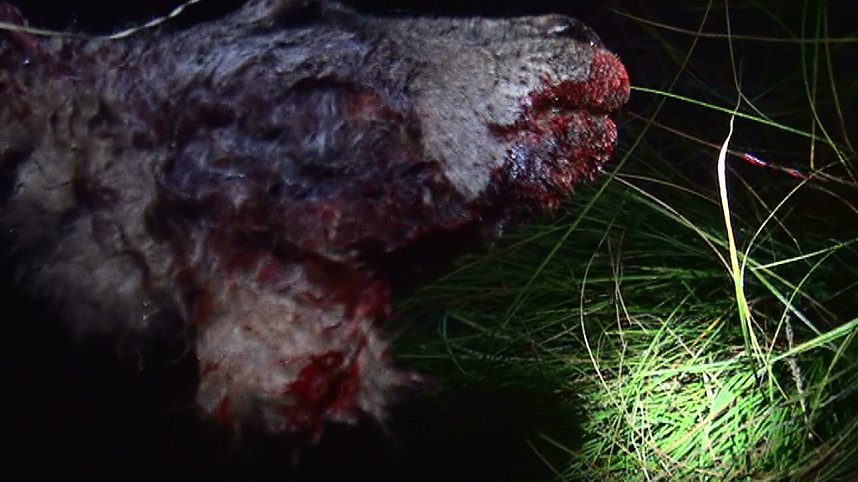 Grausame Jagd auf K&auml;ngurus