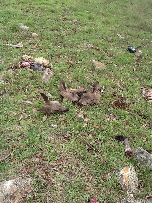 Grausame Jagd auf K&auml;ngurus