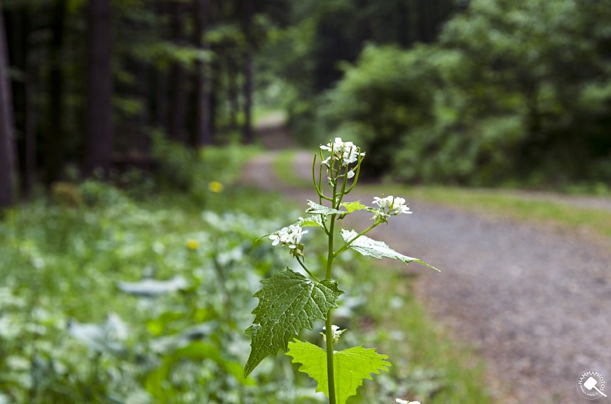 Wandergr&uuml;&szlig;e aus Rothes&uuml;tte