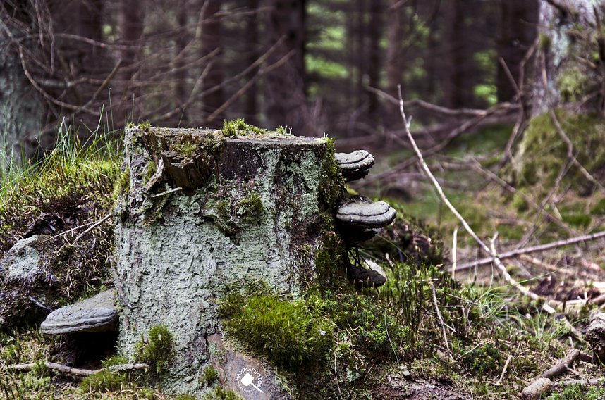 Wandergr&uuml;&szlig;e aus Rothes&uuml;tte