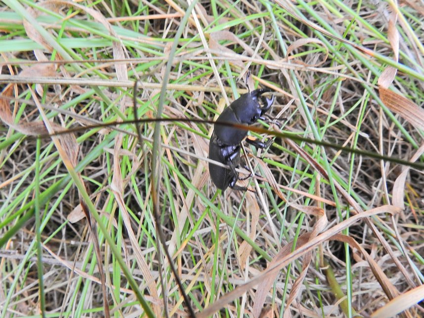 Hirschk&auml;fer entdeckt