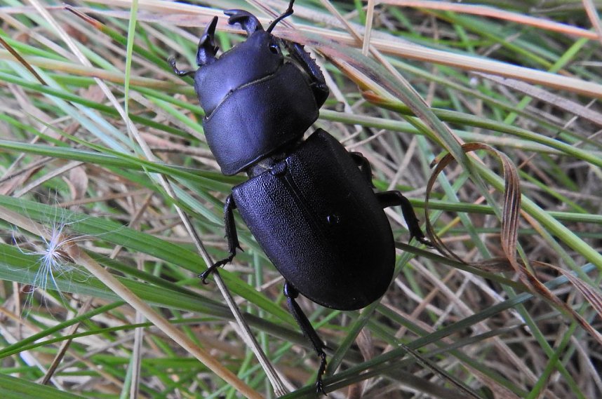 Hirschk&auml;fer entdeckt