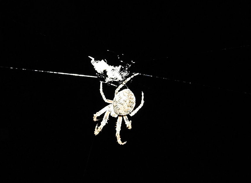 Spinnen im Mondschein am Goitzsche See