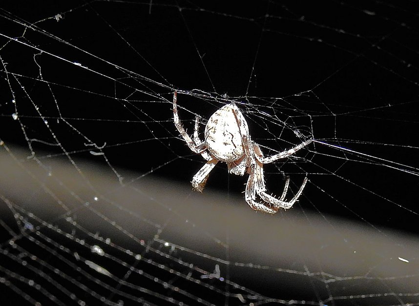 Spinnen im Mondschein am Goitzsche See