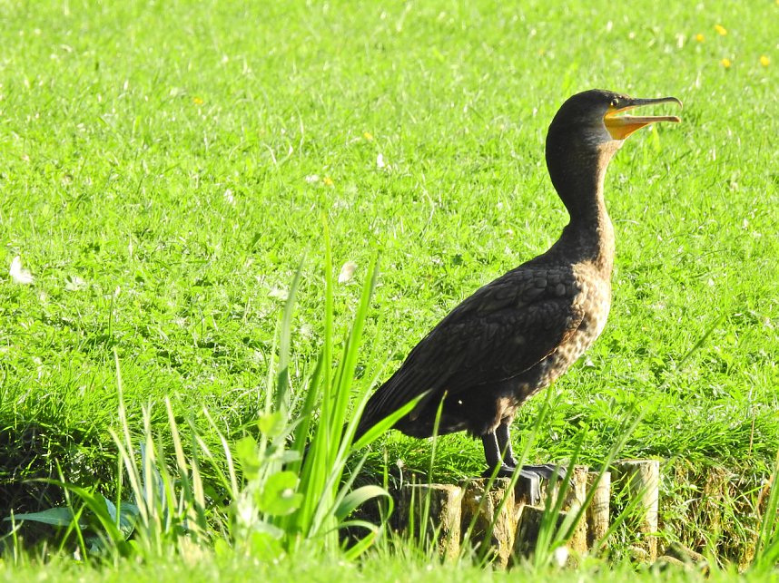 Kirche im W&ouml;rlitzer Park