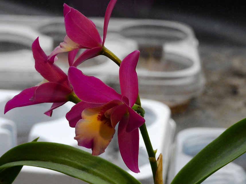 25 Jahre Keramikscheune Spickendorf