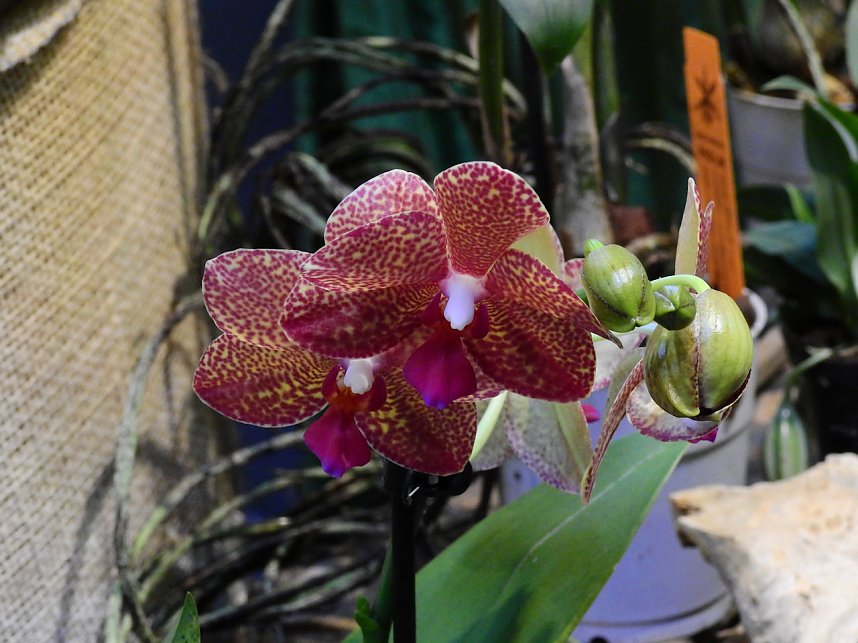 25 Jahre Keramikscheune Spickendorf