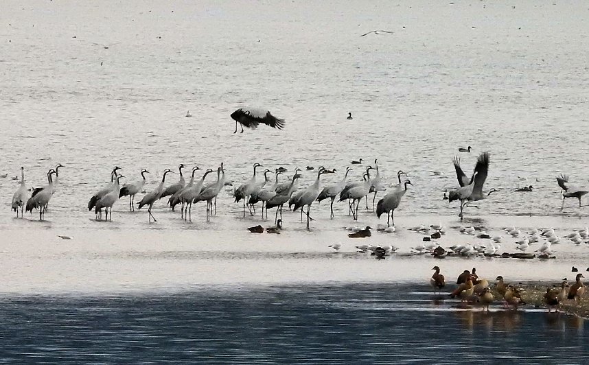 Flugshow der Kraniche