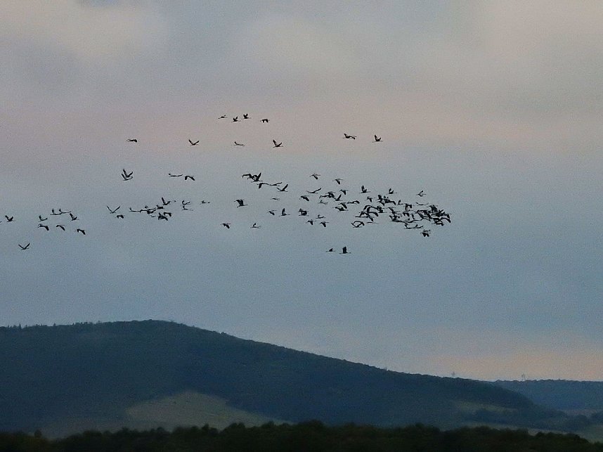 Flugshow der Kraniche