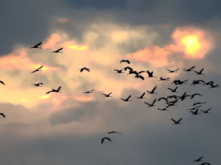 Flugshow der Kraniche