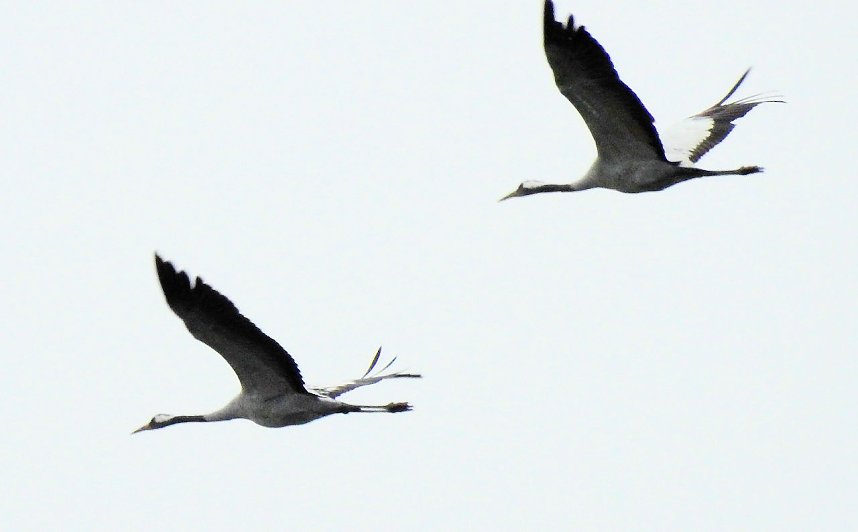 Flugshow der Kraniche