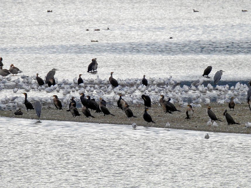 Flugshow der Kraniche