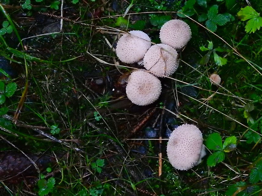 Unterwegs im sch&ouml;nen Harz