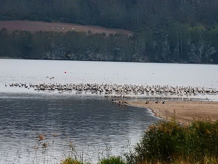 Kraniche am Stausee Kelbra