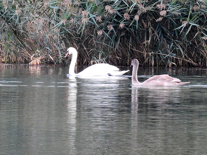 Kraniche am Stausee Kelbra