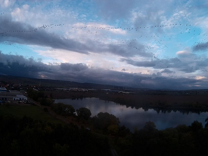 Kraniche am Stausee Kelbra