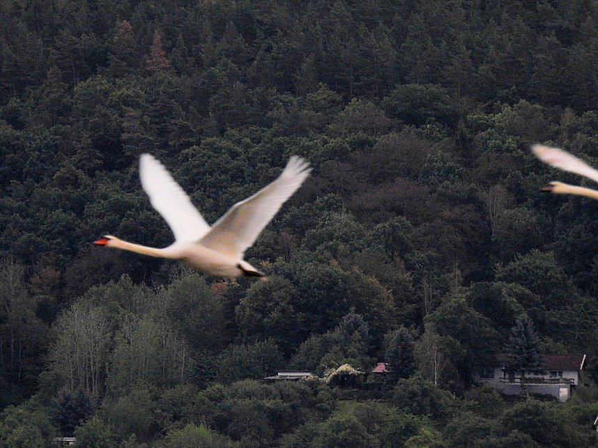Kraniche am Stausee Kelbra