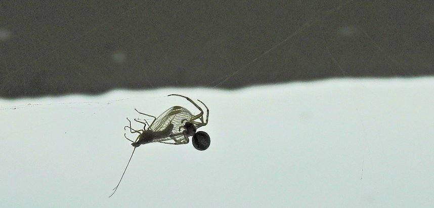 Der Kampf ums &Uuml;berleben