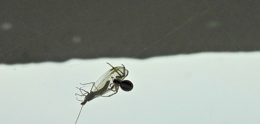 Der Kampf ums &Uuml;berleben