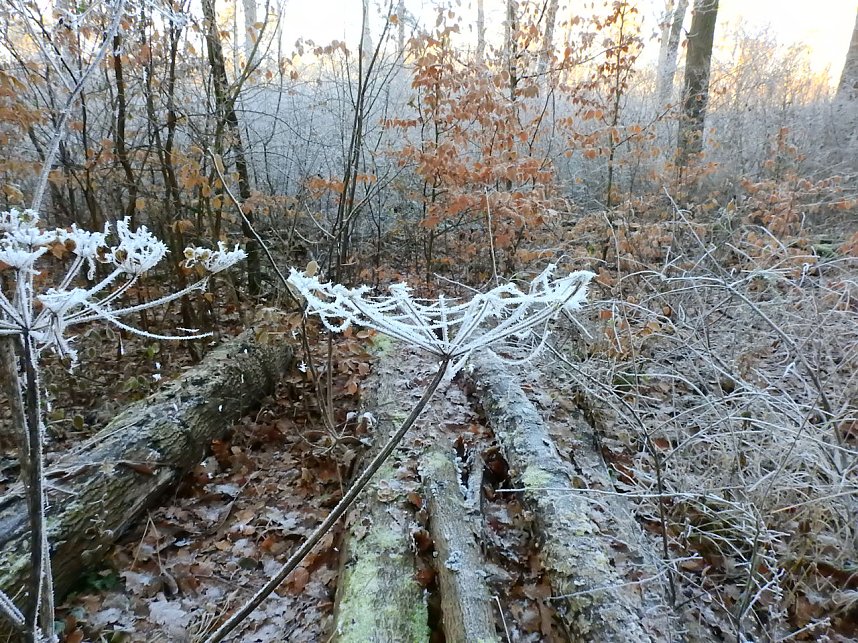 Ein Traum in Wei&szlig;