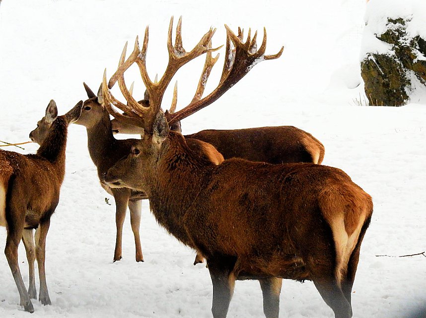 Unterwegs im winterlichen Harz