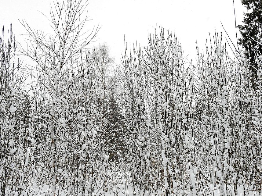 Unterwegs im winterlichen Harz