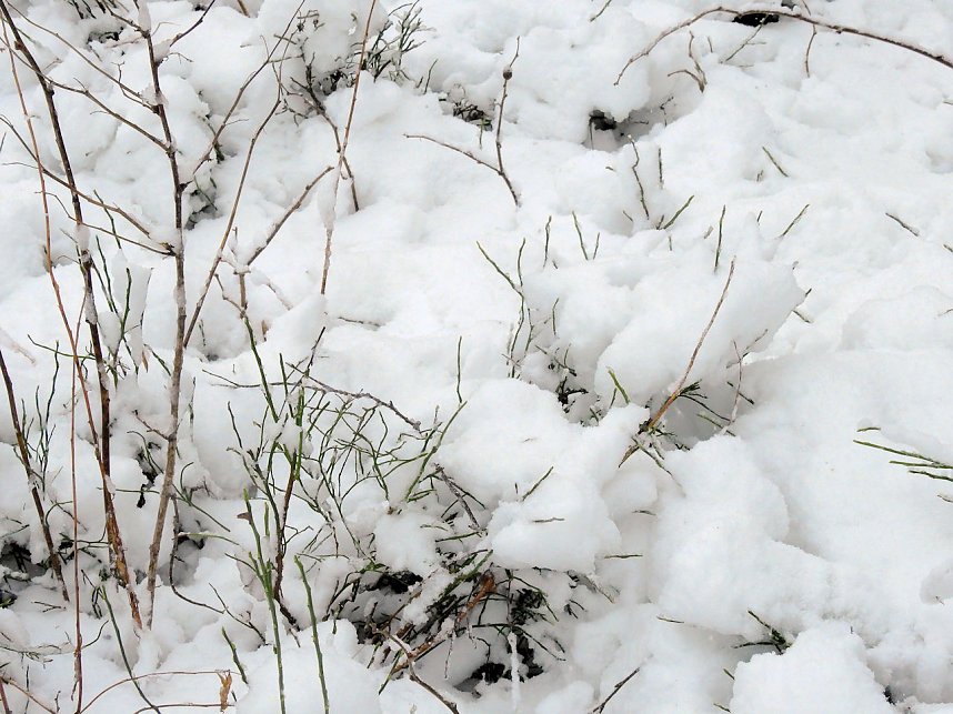 Unterwegs im winterlichen Harz