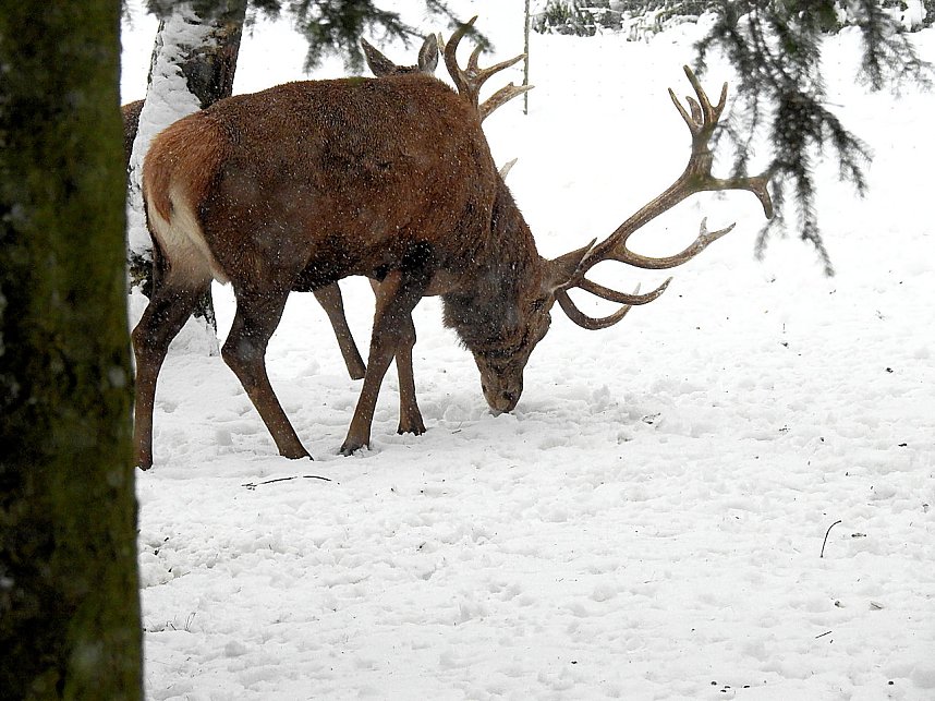 Unterwegs im winterlichen Harz
